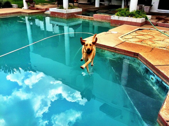 الكلب يمشى على الماء