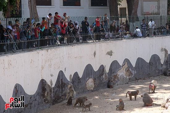 تجمع المواطنين على جبلاية القرود بحديقة الحيوان