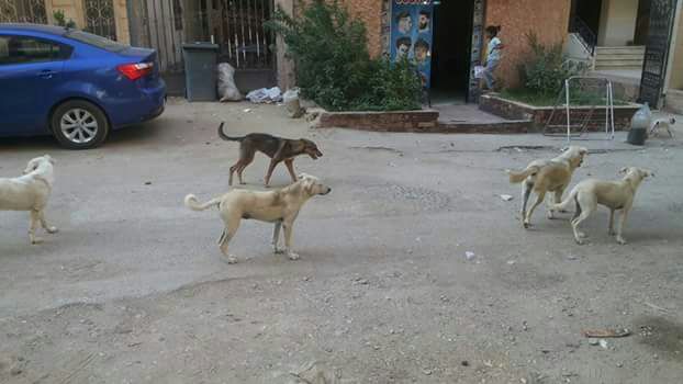 جانب من الكلاب فى حدائق الأهرام