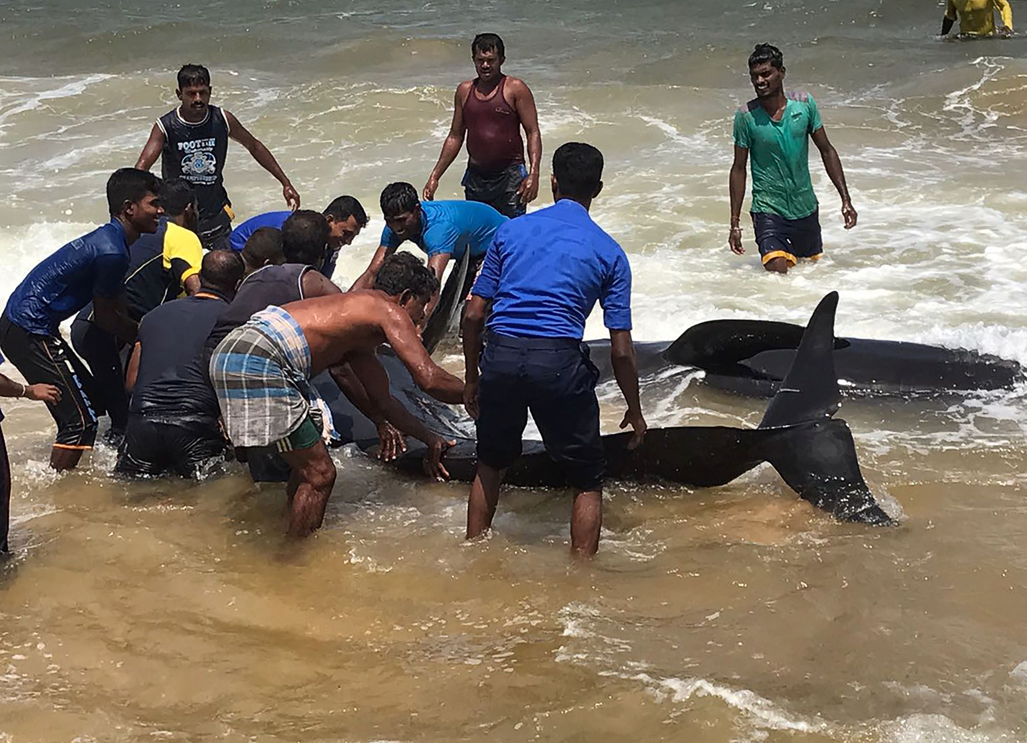 مواطنون يحاولون انقاذ حيتان عالقة على شواطئ سريلانكا