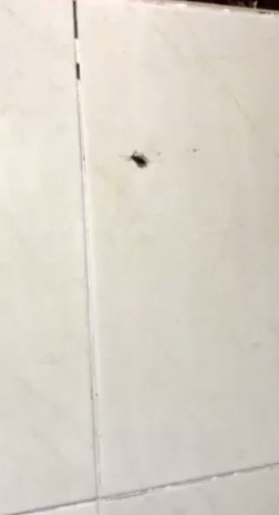 الحشرات داخل المستشفى