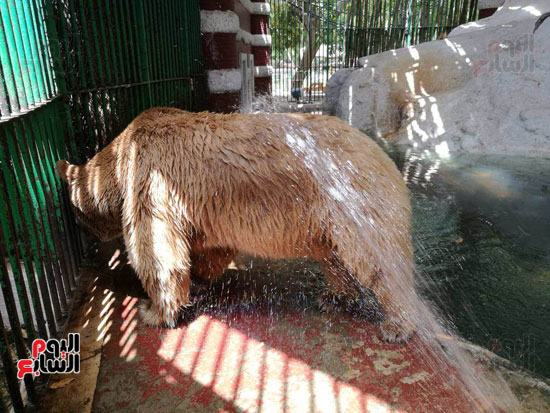 اللجوء لرش الحيوانات بالمياه بسبب حرارة الجو