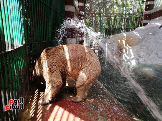 أحد الدببة خلال رشه بالمياه