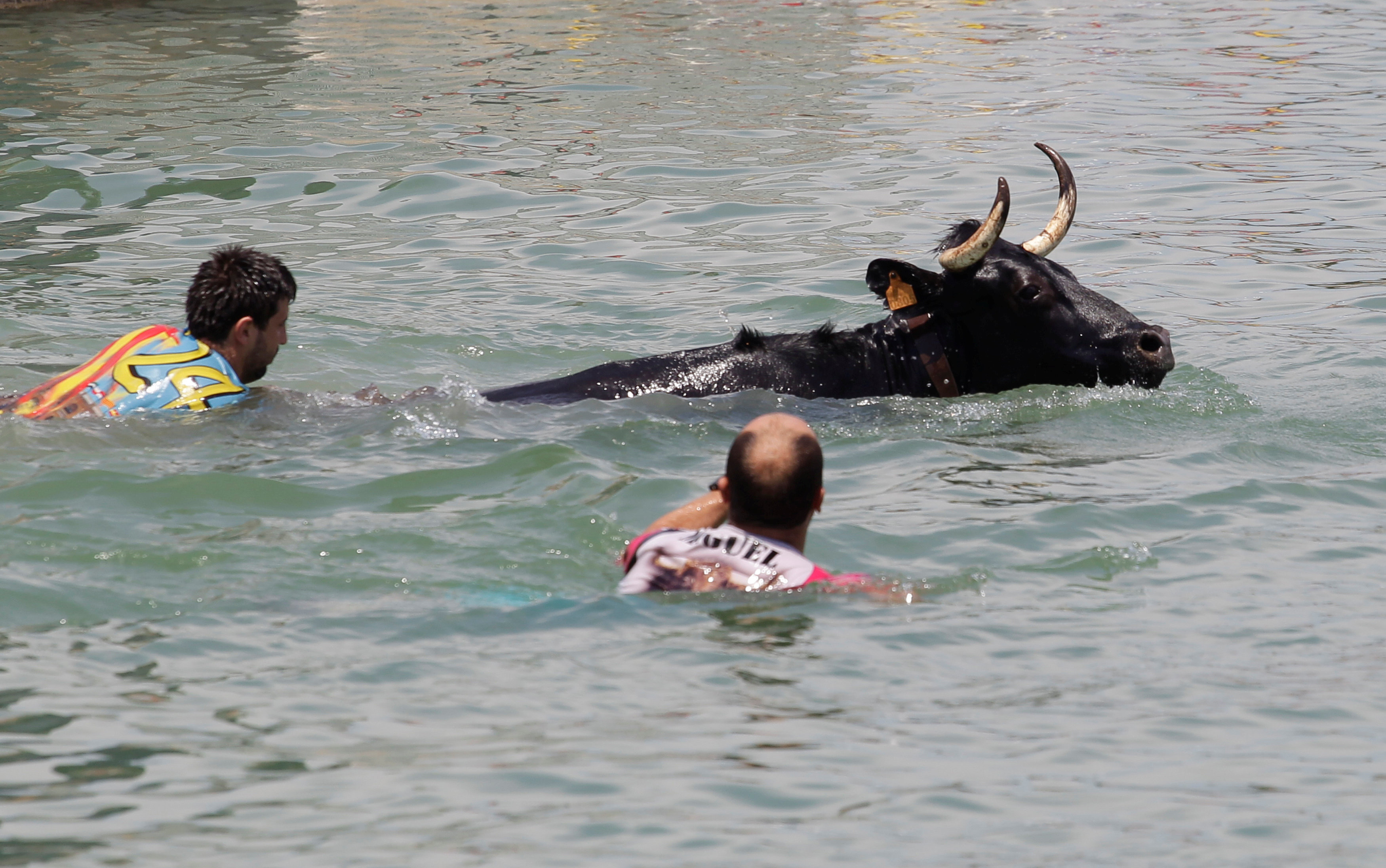 منظمو مهرجان الثيران يحاولون سحب الثور من البحر