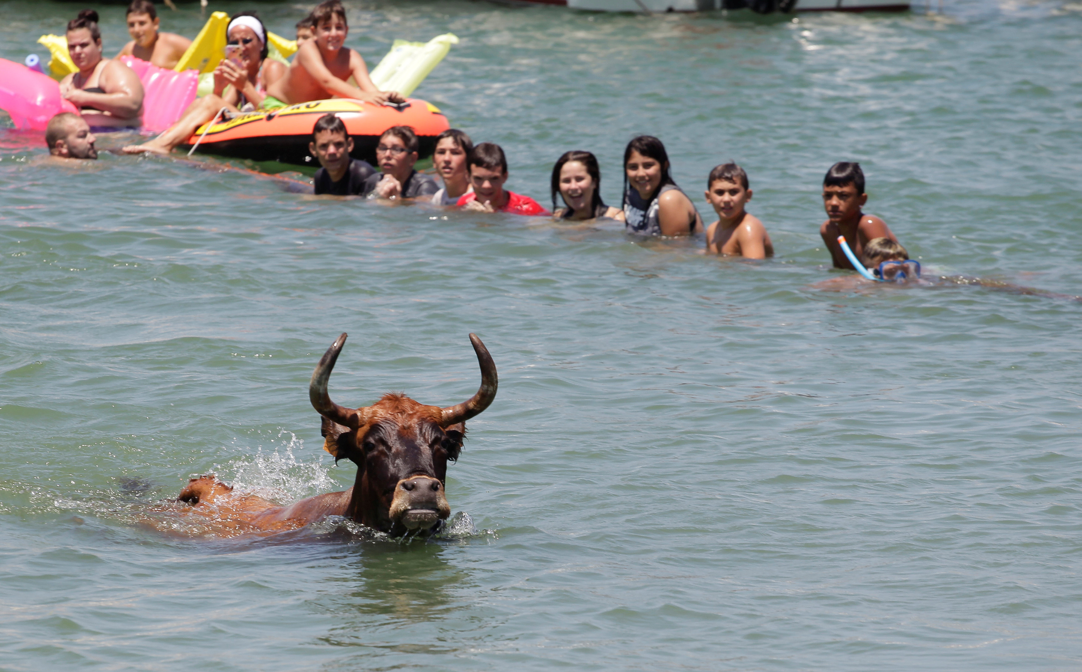 ثور يسقط فى المياه خلال مهرجان بأسبانيا