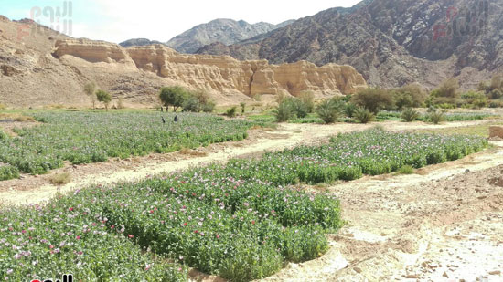 مزارع المخدرات فى سيناء