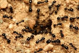 النمل يجوز اكله عند المالكية
