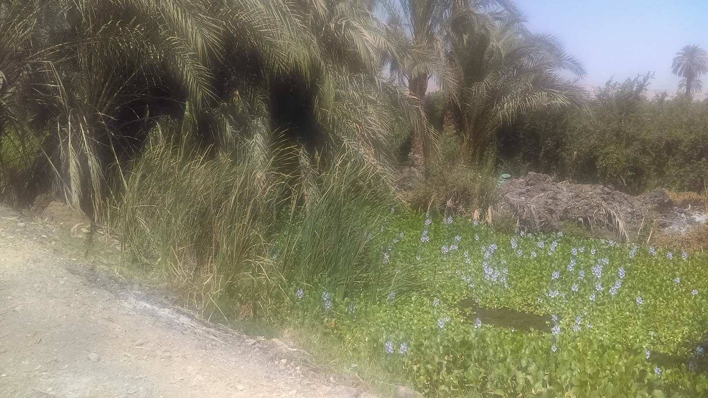 ورد النيل يغطى سطح الترعة