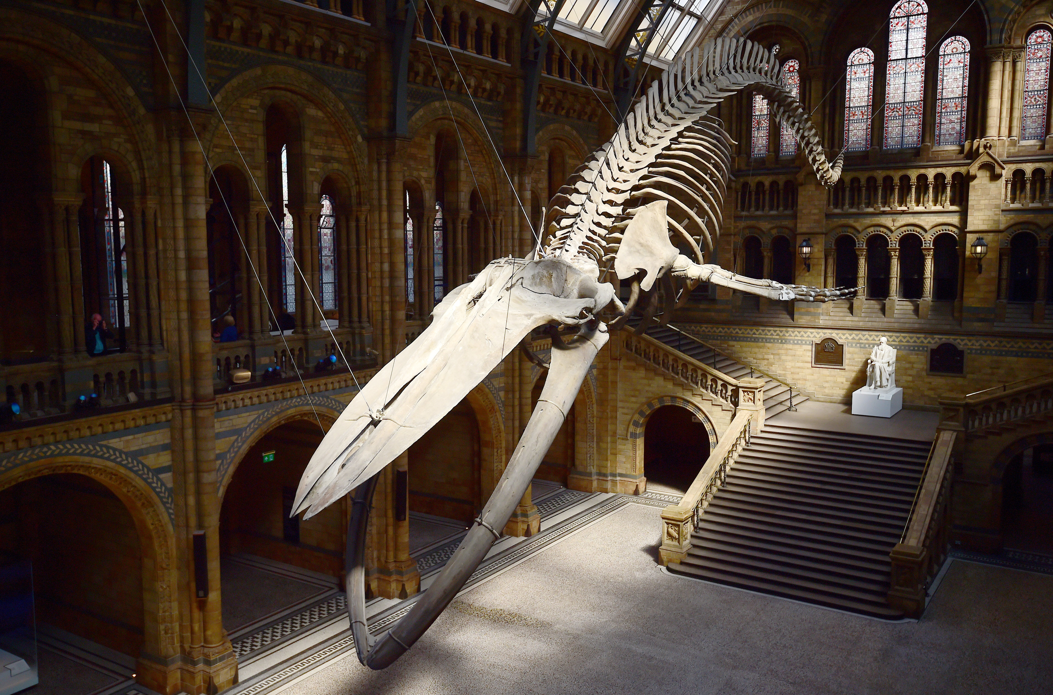 بالصور متحف التاريخ الطبيعى فى لندن يعرض أول هيكل عظمى للحوت الأزرق العملاق اليوم السابع