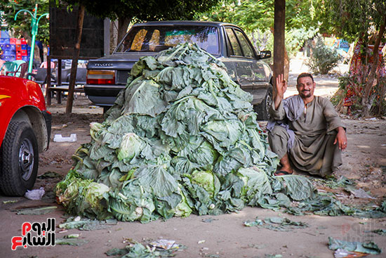 توافر الكرنب 