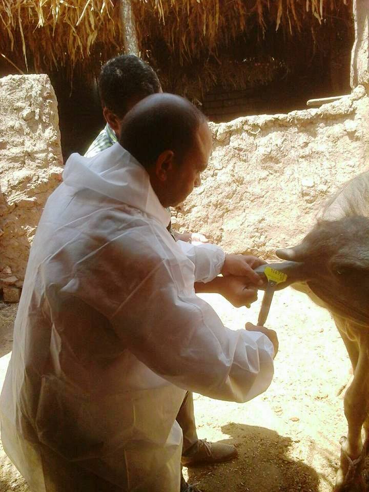 حملات تطعيم الحمي القلاعية (2)