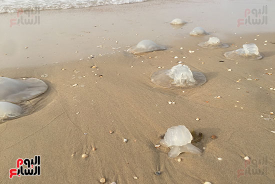 قناديل على الشاطئ