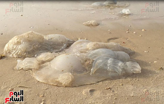 احد القناديل