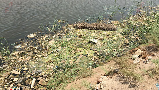  تجمعات من القمامة والمخلفات على حافة النيل