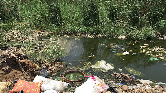 تلوث مياه النيل بالطحالب والمخلفات الخطرة
