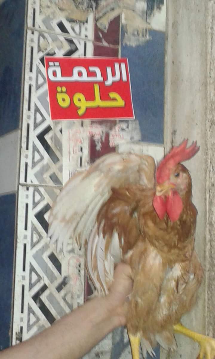 محل دجاج يشارك فى الحملة