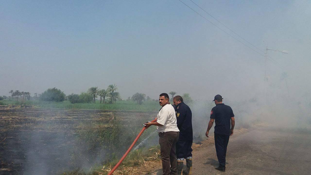 إخماد حريق اندلع بأحد الحقول بقرية الروضة بالمنيا (3)
