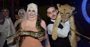 4-بالصور.. لاعب سيرك يقدم الشبكة لعروسه داخل قفص الأسود ببورسعيد