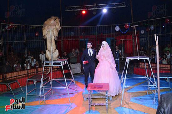 الأسد ينظر للعروسين وتشده أنظاره العروس