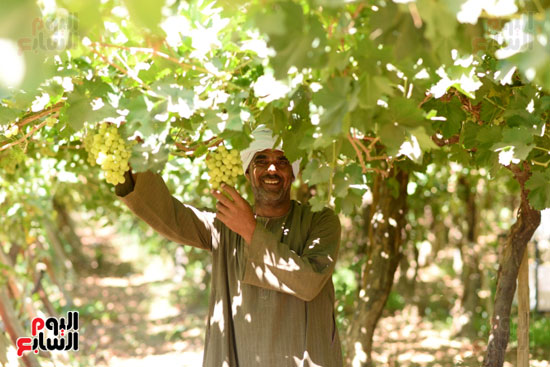  سعادة العمال خلال موسم حصاد العنب