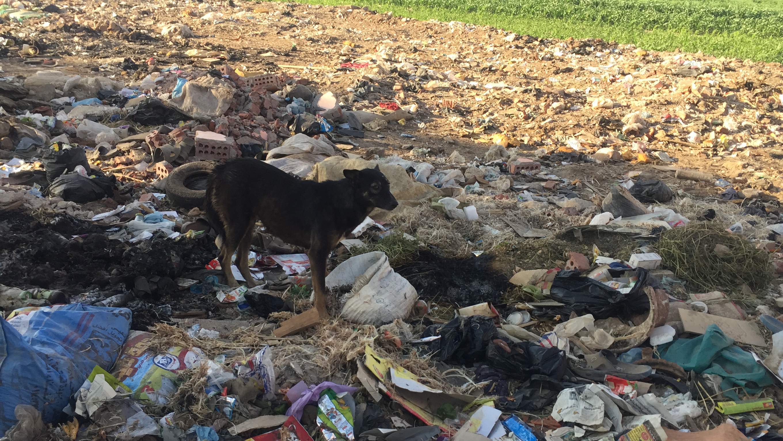  أحد الكلاب الضالة يأكل من القمامة