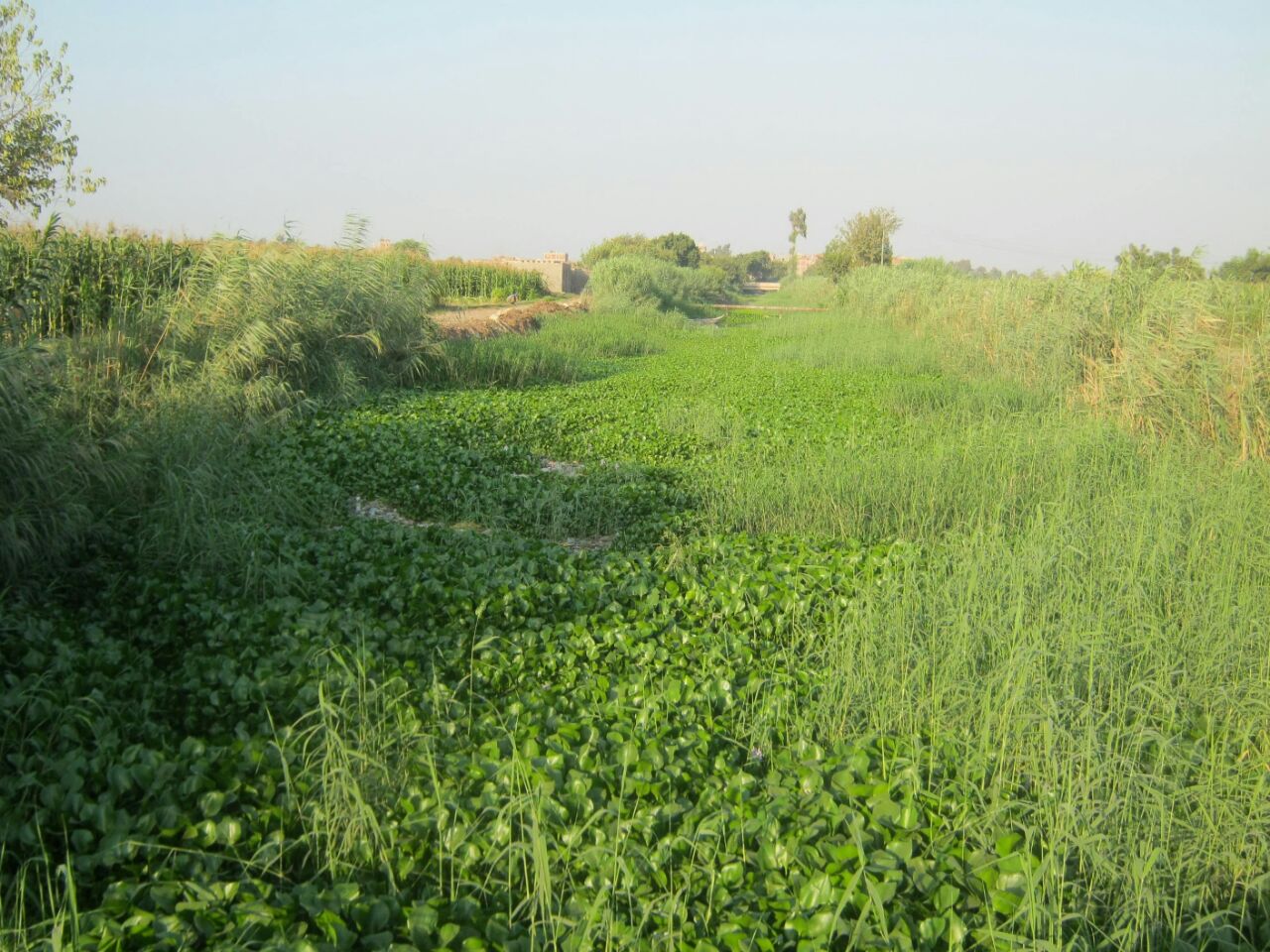 ورد النيل يكسو ترعة ورد النيل يكسو ترعة