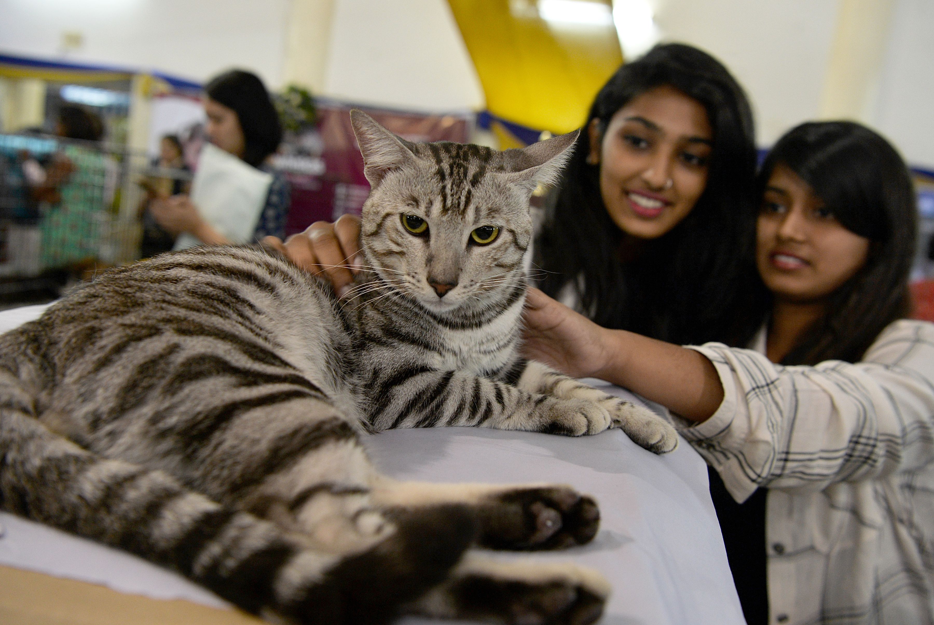 فتيات تداعبن قطة مشاركة فى المعرض الدولى بالهند