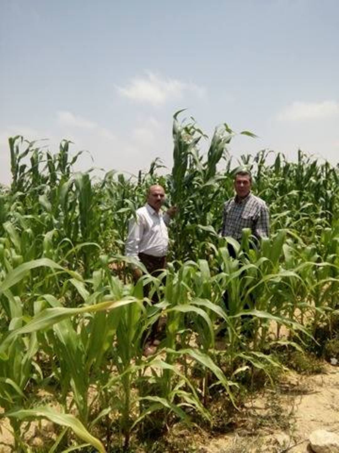 لجنة للكشف على الأغنام ببرانى وحقول إرشادية لزراعة الذرة الشامية (2)