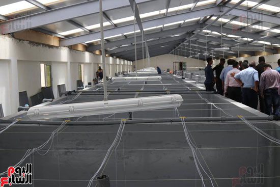 الأحواض السمكية بالمزرعة ببركة غليون