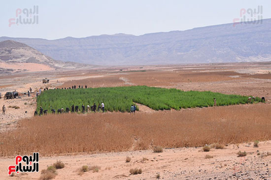  مزارع المخدرات