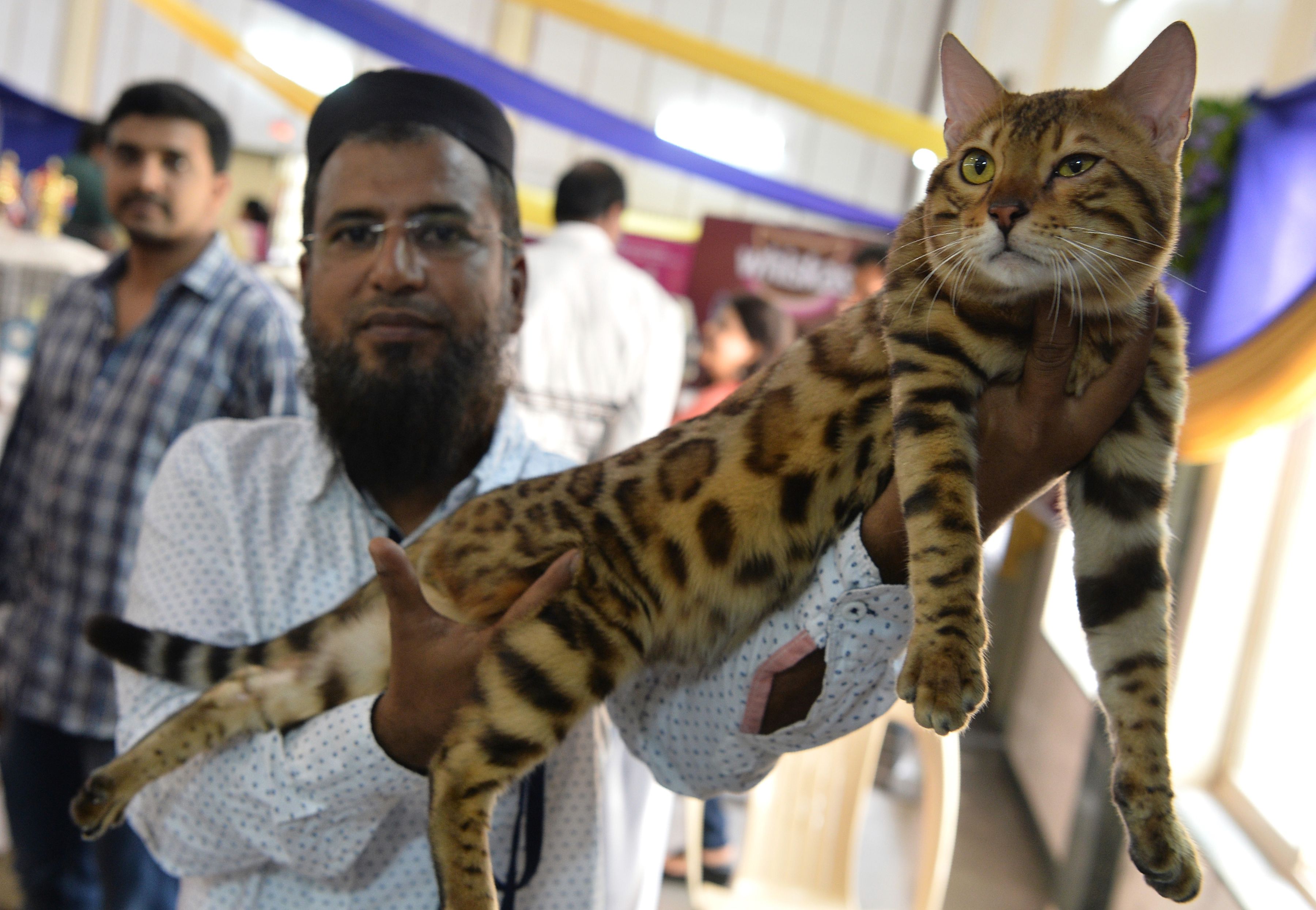 رجل يحمل قطته البنغالية خلال المعرض الدولى بالهند