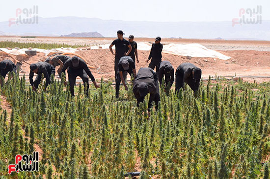 تدمير زراعات المخدرات