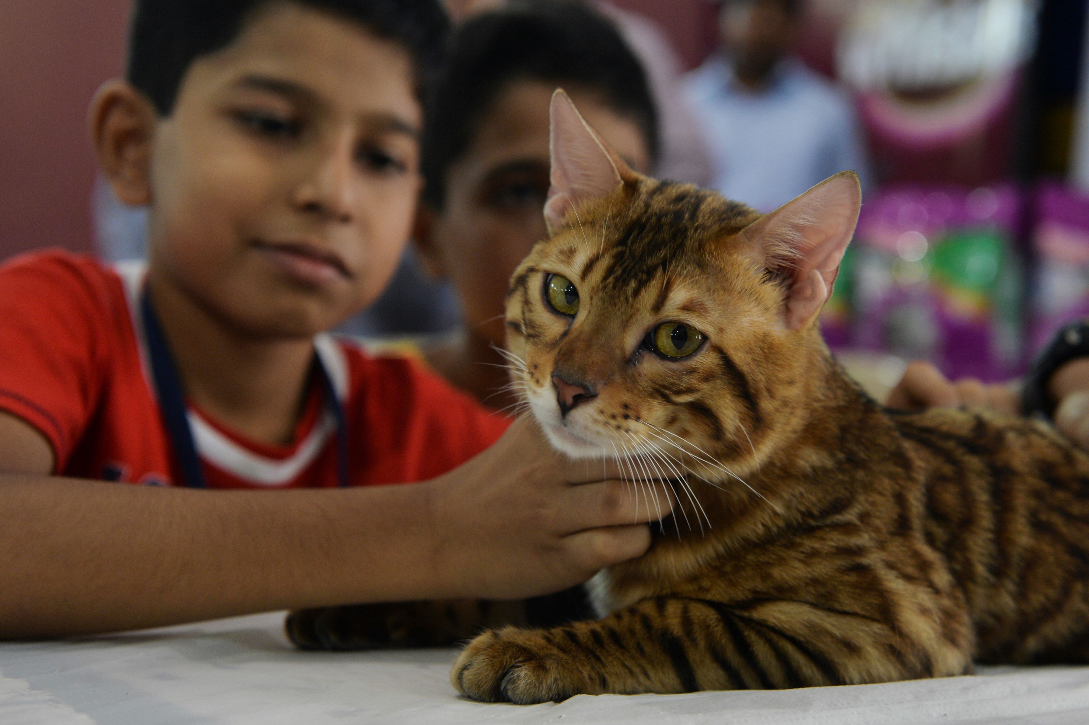 طفل يداعب قطة فى المعرض الدولى بالهند