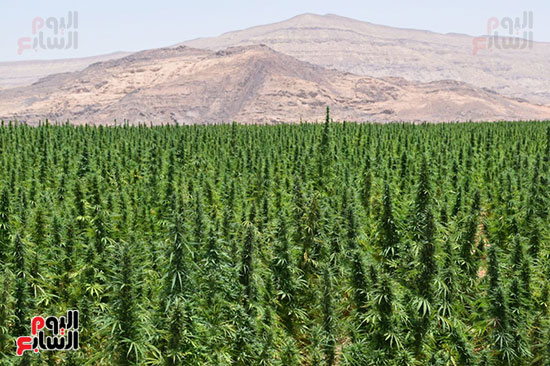 زراعات المخدرات