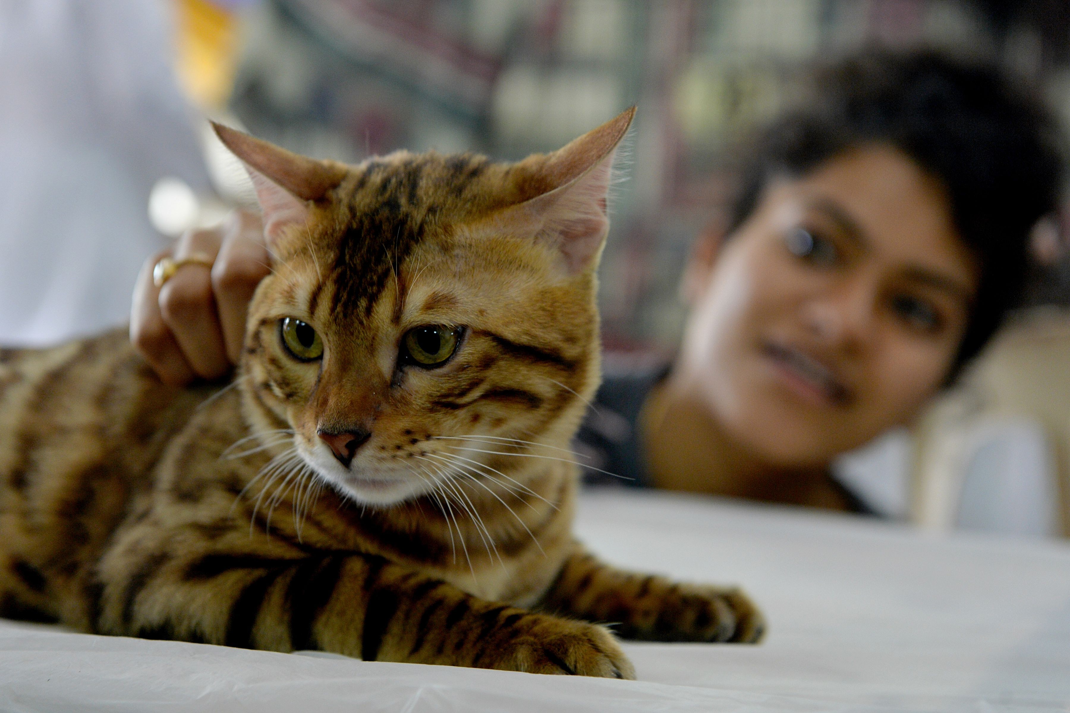 أحدى القطط المشاركات فى المعرض الدولى بالهند