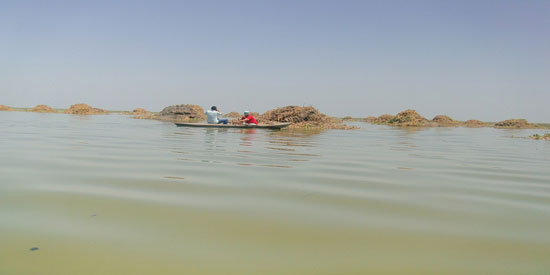 بعد-تطهير-المسطح-المائى-بالبحيرة-(13)