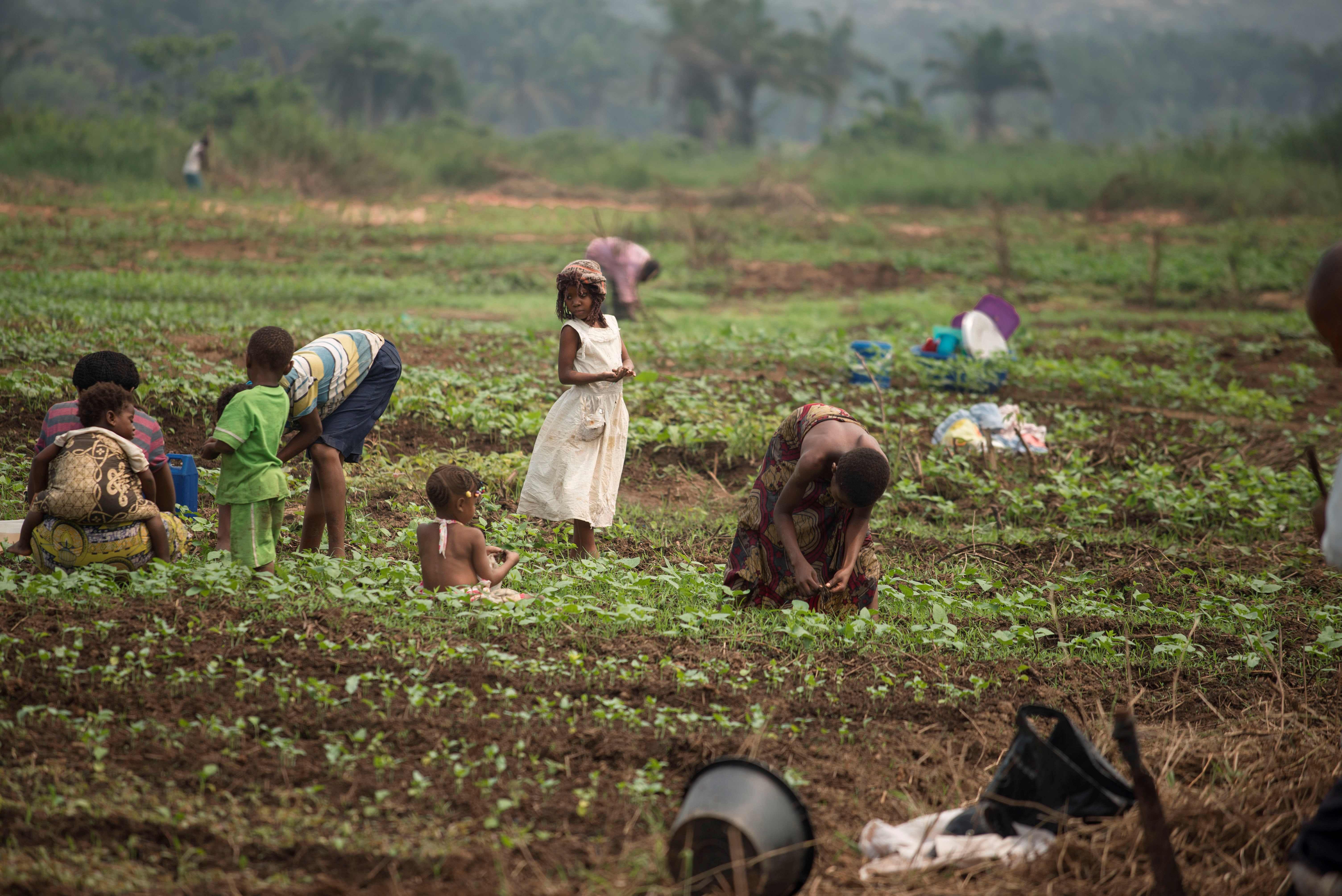 الأطفال يساعدون فى زراعة الأرض فى الكونغو