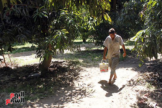  عامل  بالمزرعة  يسير  بثمار المانجو إلي  منطقة الفرز . 
