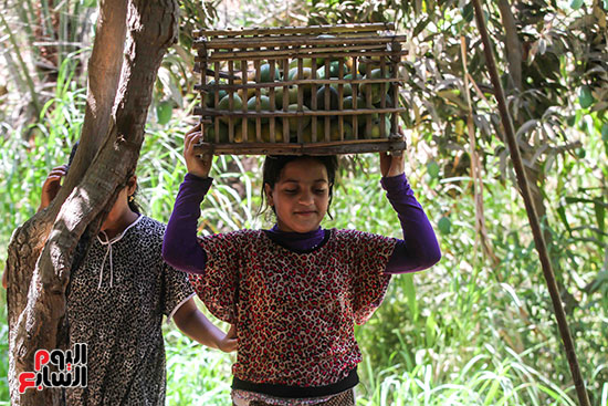حمل ثمار المانجو استعدادا لعمليه فرز النوع