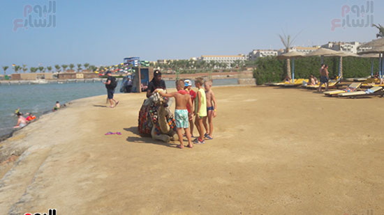  جمل على شاطئ البحر الأحمر ينتظر السياح