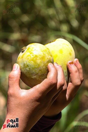ثمار المانجو الناضجة