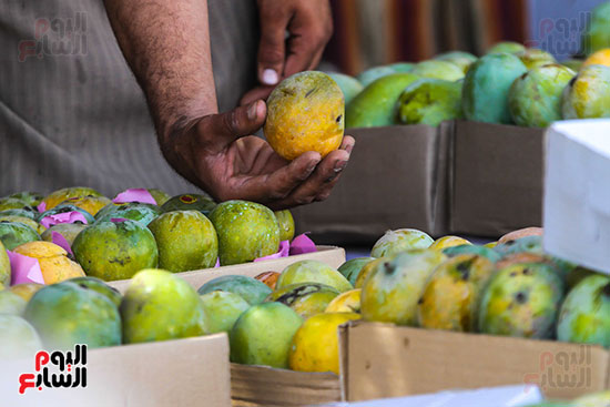 فرز المانجو