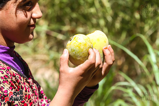 فرحة فتايات القرية بجنى محصول المانجو