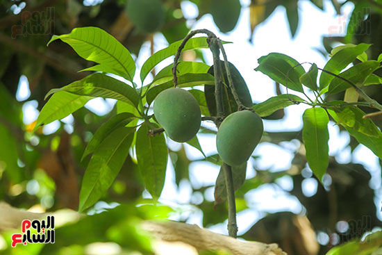 ثمار المانجو تزين الأشجار