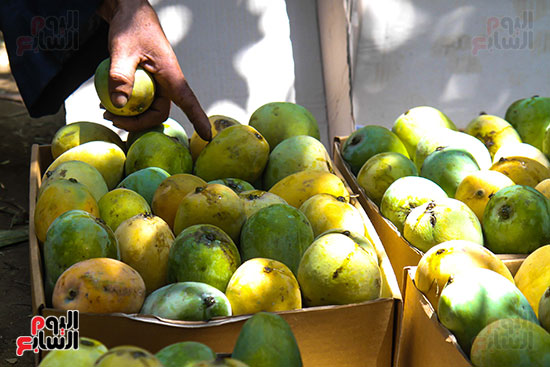 محصول المانجو قبل عملية الفرز