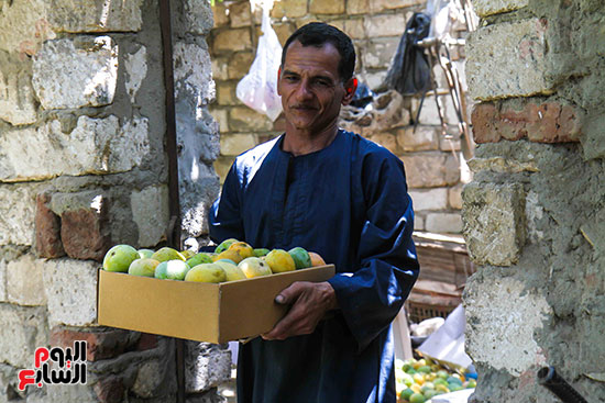 نقل صناديق المانجو 