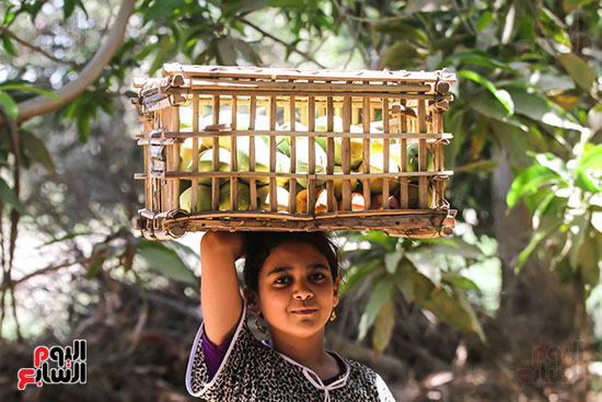 فتاة تساعد فى جنى محصول المانجو