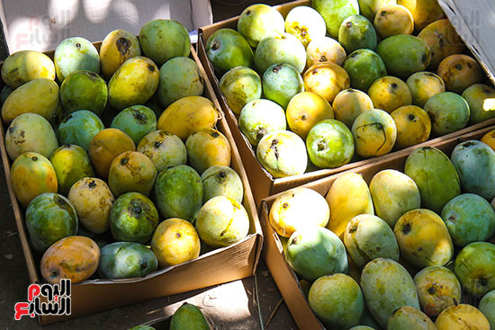 المانجو تزين الصناديق استعدادا لغزو الأسواق
