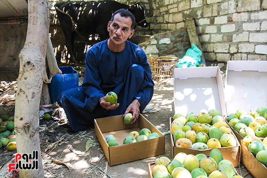 فرز أنواع المانجو كل على حدى