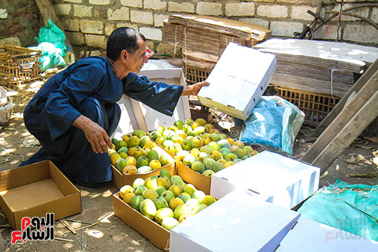 تجهيز المانجو فى صناديق استعدادا لبيعها